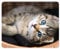 younikat Tapis de Souris avec Motif de Chat | 24 x 19 cm | Chaton | Tapis de Souris Taille Standard | Antidérapant | pour Filles, Adolescentes et Femmes | dv996