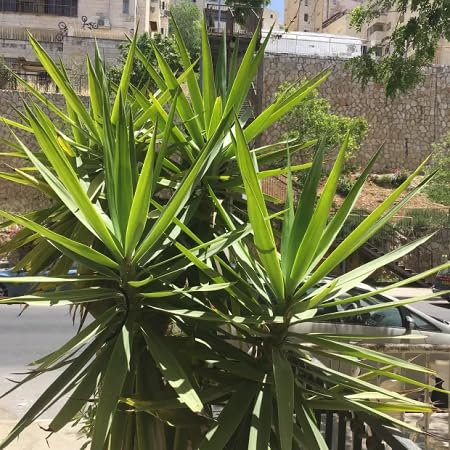 Neue frische 80 Stück Yucca Pflanzensamen