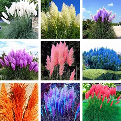300 semi di fiori resistenti alla siccità, decorativi, pampas, erba, semi da giardino per la casa Mescola il colore