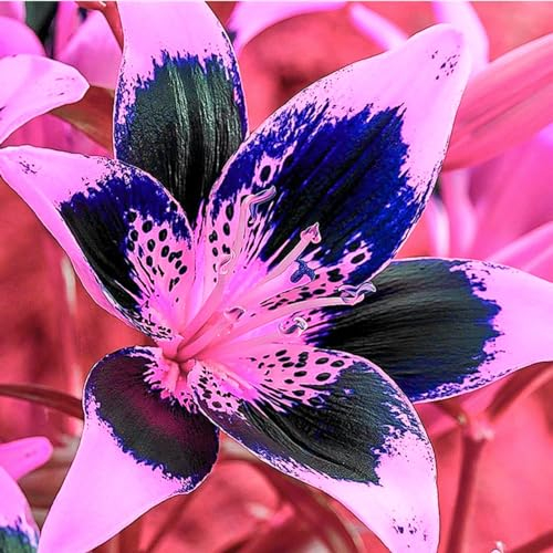 Lilienzwiebeln-Winterhart MehrjäHrig,Lilien Blumenzwiebeln,Lilie Zimmerpflanze,Lilien Pflanzen,Lilien Zwiebeln,Bonsai Pflanze,Schnittblumen,Einfache Wartung-2zwiebeln-c