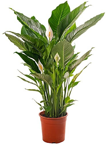 Spathiphyllum Peace Lily Large Indoor House Plant Purify The Air in Your Home (120-140cm (Incl. Pot))