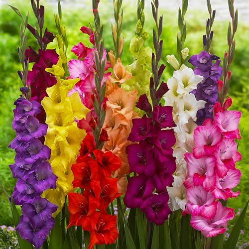 Budget Flower Bulbs Collections, Gladiolen Mix Kollektion Blumenzwiebeln, Mischung aus Blumenzwiebeln für Garten und Töpfe, Blumen und Pflanzen aus Holland