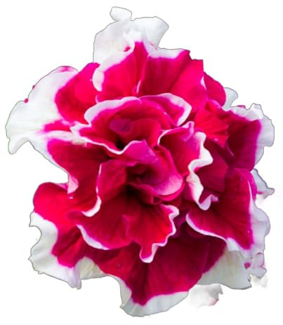 Petunia Plants, 'Duo Mix', 20 x Full Plant Pack, Petunias, Bedding Plants, Summer Flowers, Petunia Mix, Garden Ready and Ready to Plant, Premium Quality Flowers