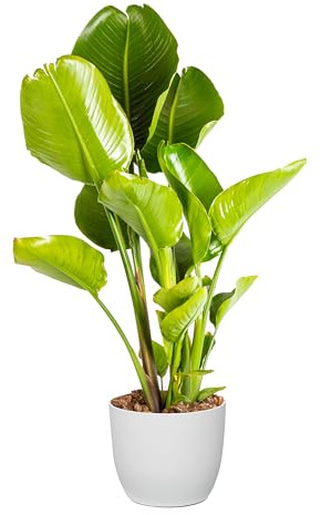 Bonplants Strelitzia Nicolai Uccello del Paradiso, Pianta Vera Elegante ed Ornamentale (Vaso 24 Bianco)