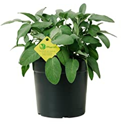 Plantì SALVIA OFFICINALIS Salbei Outdoor-Pflanze aromatische Küchenpflanzen, ideal zum Würzen Ihrer Gerichte oder zur Dekoration des heimischen Gartens. 6 Monate Düngung mit dem Plantì-System