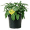 Plantì SALVIA OFFICINALIS Salbei Outdoor-Pflanze aromatische Küchenpflanzen, ideal zum Würzen Ihrer Gerichte oder zur Dekoration des heimischen Gartens. 6 Monate Düngung mit dem Plantì-System