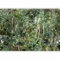murando - Papier peint panoramique nature 250x175 cm - Revêtement mural décoration pour chambre salon - Design moderne - Gris vert - Gogreen tendances forêt jungle plantes nature b-C-0858-a-a