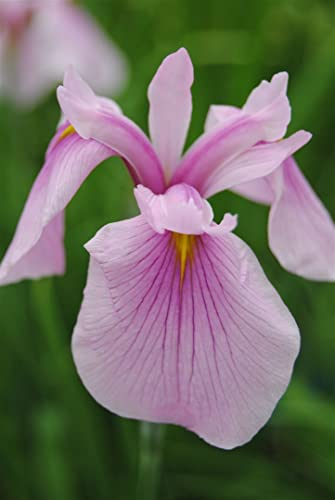 Iris laevigata 'Rose Queen' ca. 11x11 cm Topf - Japanische Sumpf-Schwertlilie, rosa Blüten, Blütezeit Juni-Juli, ideal für Teichränder, pflegeleicht