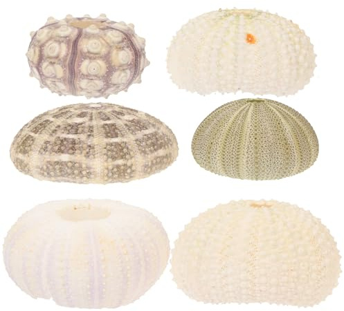Gadpiparty 6 Stück Seeigel Dekoration als Natürlicher Luftpflanzenhalter aus Muschel und Schnecke für Meeresthema Basteleien und Aquarienpflanzen Deko