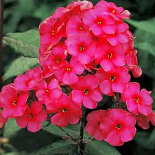 12 unidades o 1 m² Phlox Paniculata 'Starfire' - Phlox Paniculata 'Starfire' Maceta 9x9 cm