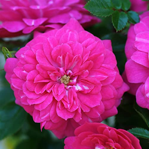 Zwergrose 'Knirps'®, kräftig rosa, Topf 3 Liter, 4 Pflanzen