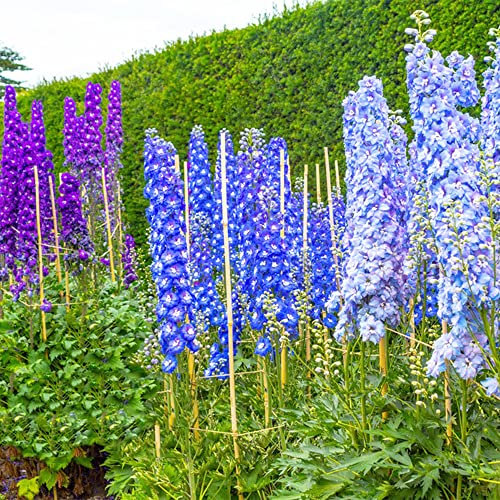 60 pezzi perenne mix semi di fiori di delphinium bellissimi fiori adatti per la coltivazione in giardini all'aperto varietà di fiori preferite del giardino tradizionale