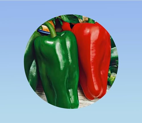 50 graines poivron doux espagne - capsicum annuum