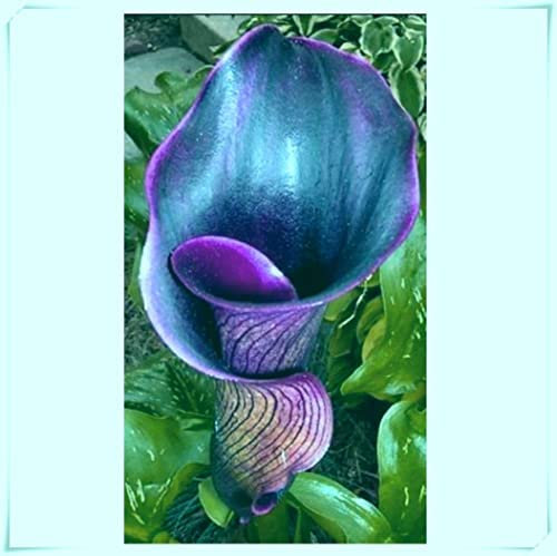 Bulbi calle giganti | Calla Miste | Bulbi di fiori a fioritura estiva |piante di colore misto- Fiori da Balcone e Giardino