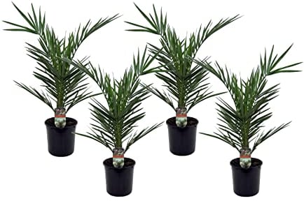 Plant in a Box - Phoenix Canariensis - Hauteur 50-60cm - Set de 4 - Palmier des Canaries - palmier exterieur resistant - Pot 15cm