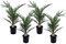 Plant in a Box - Phoenix Canariensis - Hauteur 50-60cm - Set de 4 - Palmier des Canaries - palmier exterieur resistant - Pot 15cm