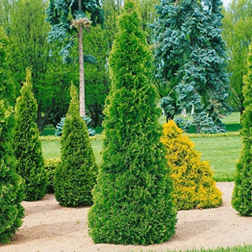 Smaragd-Lebensbaum, Thuja occ. Smaragd, 15-Set, Höhe 125-150 cm, Topf 12 l