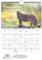 Pumazauber Planer DIN A4 Kalender für 2025 Puma - Geschenkset Inhalt: 1x Kalender, 1x Weihnachtskarte (insgesamt 2 Teile)