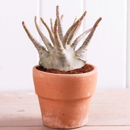 Adenium ‘Ansu Baobab’ – Rare Miniature Desert Rose, Drought-Tolerant Indoor Houseplant, Mini ‘Tree of Life’, Easy-Care Succulent, 12cm Pot x 2, by Thompson & Morgan