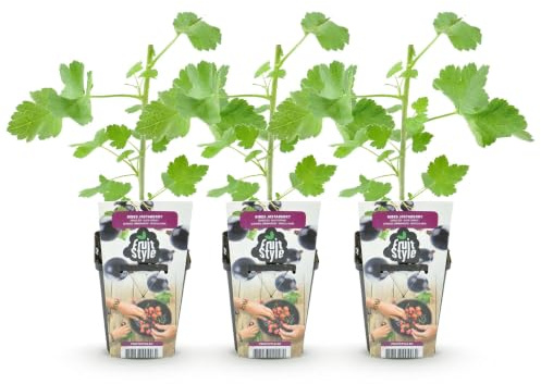 GreenboutiQ - Obstpflanzen - Jostabes - Ribes Jostabes - Winterhart - 3 Pflanzen - Topf 9 cm - Schwarze Johannisbeere