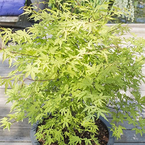 Acer palmatum Anne Irene - Japanese Maple Tree | Large Outdoor Garden Ready Plant in Pot (50-70cm Incl. Pot)