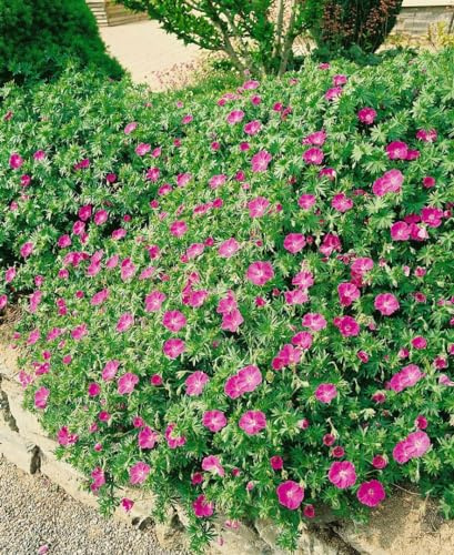 Storchschnabel 'Inverness' im Topf Geranium sanguineum Bodendecker
