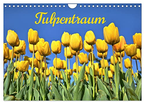 Tulpentraum (Wandkalender 2026 DIN A4 quer), CALVENDO Monatskalender: Ein farbenfroher Wandkalender rund um die beliebte Blume (CALVENDO Natur)