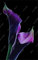 100Pcs Calla-Lilien-Samen, seltene Pflanzen Blumen, Zimmerblumen Rhizome Zantedeschia aethiopica, Bonsai Zimmerpflanzen Hausgarten Palnt 5