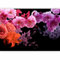 murando - Papier peint panoramique nature 300x210 cm - Revêtement mural décoration pour chambre salon cuisine - Design unique et moderne - Rouge rose violet - Fleurs nature plantes b-C-0353-a-a