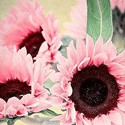 Luojuny Semi di girasole, 30 pezzi di semi di fiori agglomeranti irrigazione media attraenti semi di girasole misti naturali forniture da giardino Rosa