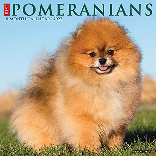 Just Pomeranians 2022 Wall Calendar