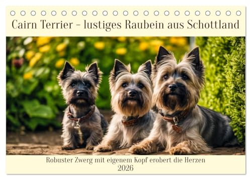Cairn Terrier - lustiges Raubein aus Schottland (Tischkalender 2026 DIN A5 quer), CALVENDO Monatskalender: Robuster Zwerg mit eigenem Kopf erobert die Herzen (CALVENDO Tiere)