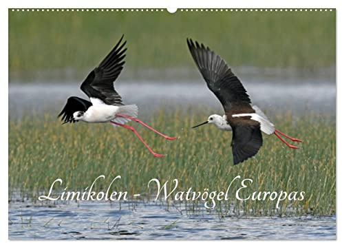 Limikolen - Watvögel Europas (Wandkalender 2026 DIN A2 quer), CALVENDO Monatskalender: Schnepfen und Regenpfeifer gehören zu den Limikolen ... ihre Überwinterungsgebiete. (CALVENDO Tiere)