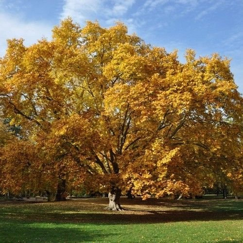 Amerikanische Platane-Baum-Samen (Platanus occidentalis) 50 + Seeds