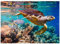 MyPuzzle Hawksbill Turtle Maldives - Premium 1000 Piece Jigsaw Puzzle for Adults