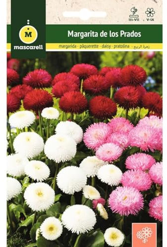Mascarell Semillas, MARGARITA DE LOS PRADOS, Semillas Flores Exterior para Decoración, 0,4 Gramos