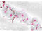 Runa Art Fototapeten 396 x 280 cm Blumen Orchidee Steinwand - Vlies Wanddekoration Wohnzimmer Schlafzimmer - Deutsche Manufaktur - Weiss Rosa 9323012b