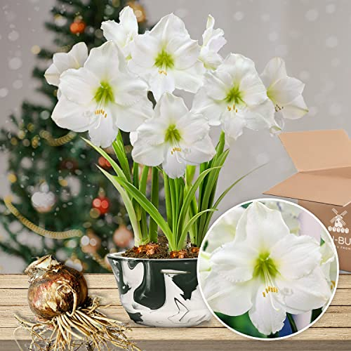 Amaryllis Zwiebel White Star - 1 Blumenzwiebel in Großformat 26/30 - Exklusive Blumenzwiebeln Amarillis - Echte Pflanzen aus Holland - Hippeastrum Zwiebeln (keine Samen, Wachs und nicht künstlich)