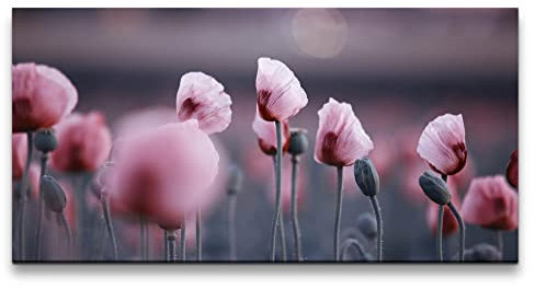 Paul Sinus Leinwandbild 120x60cm Mohnblumen Wildblumen Feldblumen rosa Blüten Schön