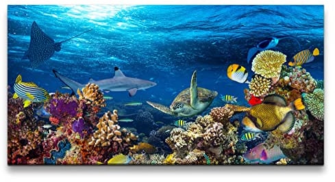 Paul Sinus Leinwandbild 120x60cm Korallenriff Bunte Fische unter Wasser Tauchen Ozean
