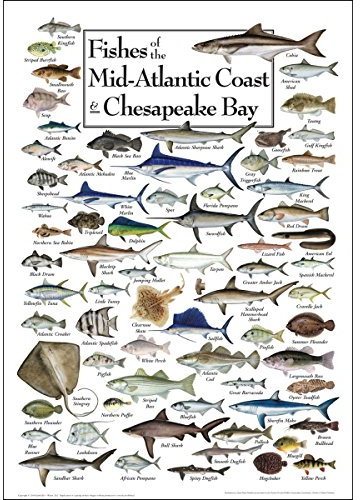 Earth Sky + Water - Fische der Mittelatlantikküste & Chesapeake - Poster