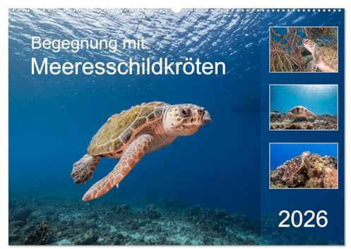 Begegnung mit Meeresschildkröten (Wandkalender 2026 DIN A2 quer), CALVENDO Monatskalender: Treffen mit Meeresschildkröten sind besondere Momente! (CALVENDO Tiere)