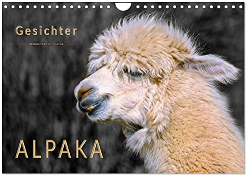 Alpaka Gesichter (Wandkalender 2024 DIN A4 quer), CALVENDO Monatskalender: Eindrucksvolle Bilder der niedlichen Wuschelköpfe. (CALVENDO Tiere)