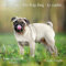 Der Mops The Pug Dog 2020 - Broschürenkalender - Wandkalender - mit herausnehmbarem Poster - Format 30 x 30 cm