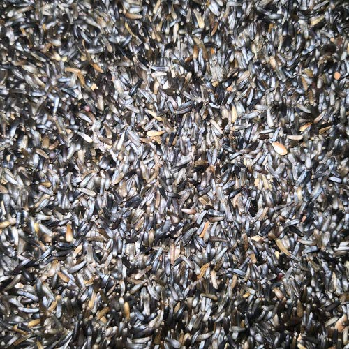 Eurital Nigersaat (Ramtillkraut) 5 kg für Tauben und Wildvögel