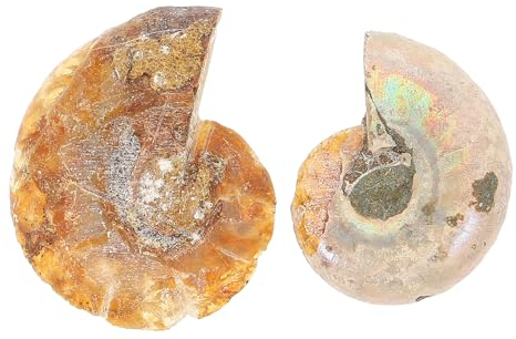 VILLCASE 2 Stück Ammonit Fossile Schnecke Exemplar, Ammonite Probe Shell, Ideal Zum Dekorieren und für Wissenschaftsprojekte