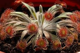 50 PCS Drosera Ordensis carnivore Semi rari B69, Woolly Drosera petiolaris
