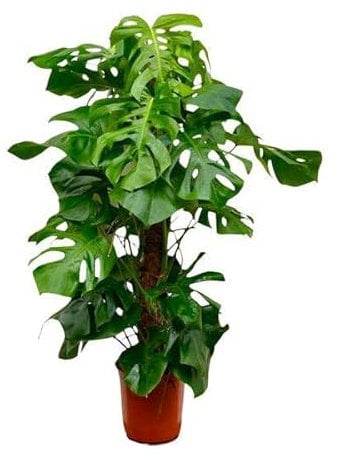Monstera Deliciosa – Köstliches Fensterblatt – Zimmerpflanze 150cm – Ø27cm – Tropische XXL-Pflanze mit großen grünen Blättern – Dekorative Kübelpflanze für Wohnzimmer & Büro