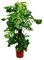 Monstera Deliciosa - Köstliches Fensterblatt - Zimmerpflanze - 150cm - ⌀27cm