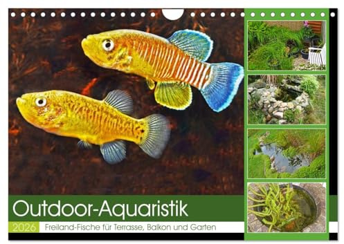 Outdoor-Aquaristik (Wandkalender 2026 DIN A4 quer), CALVENDO Monatskalender: Freiland-Fische für Terrasse, Balkon und Garten (CALVENDO Tiere)